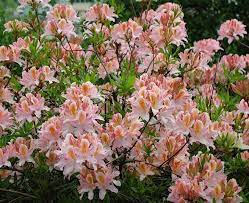 ♥Рододендрон (азалия гибридная) `Irene Koster` H40-60