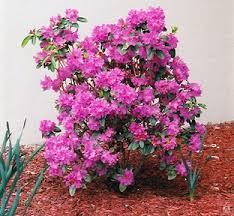 ♥Рододендрон даурский Н40-60