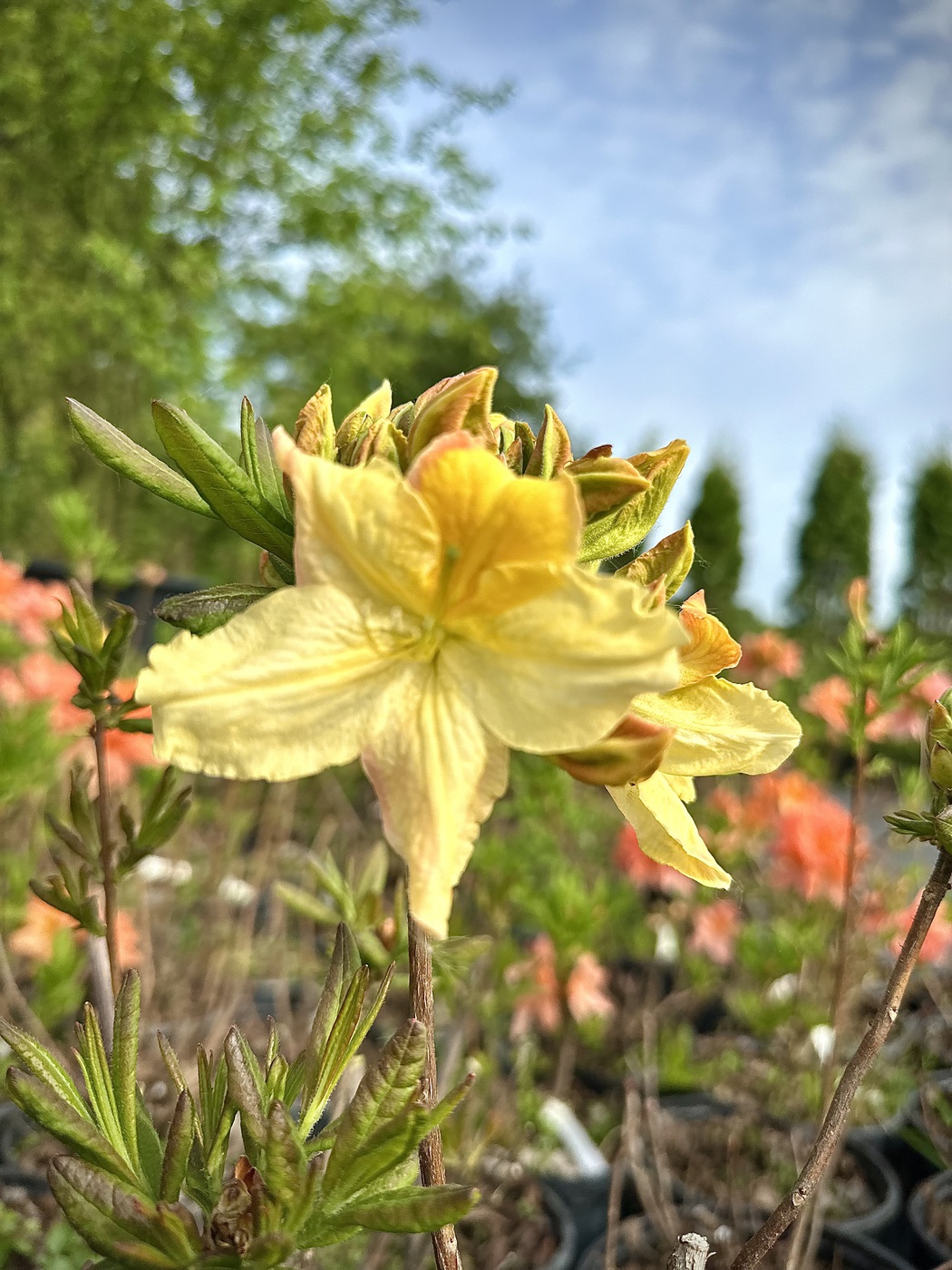 Рододендрон (азалия гибридная) `Ванилла Крем``Vanilla Cream`