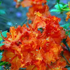 ♥Рододендрон (азалия гибридная) Bakkara H20-30