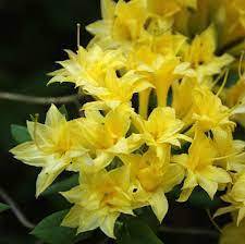 ♥Рододендрон (азалия гибридная) `Narcissiflora` H60-80