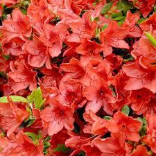 ♥Рододендрон японский (Азалия) Royal Command H20-30