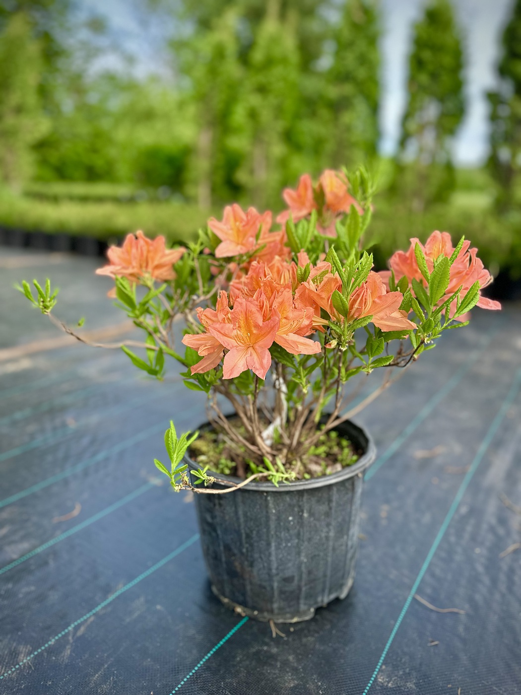 Рододендрон японский (Азалия)