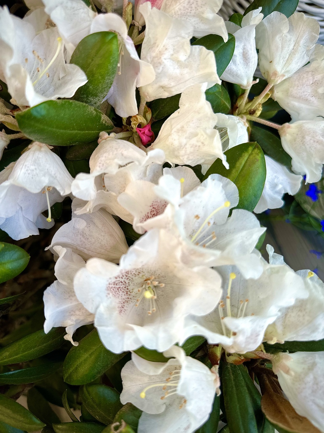 Рододендрон якушиманский `Хайдон Велвет``Hydon Velvet`