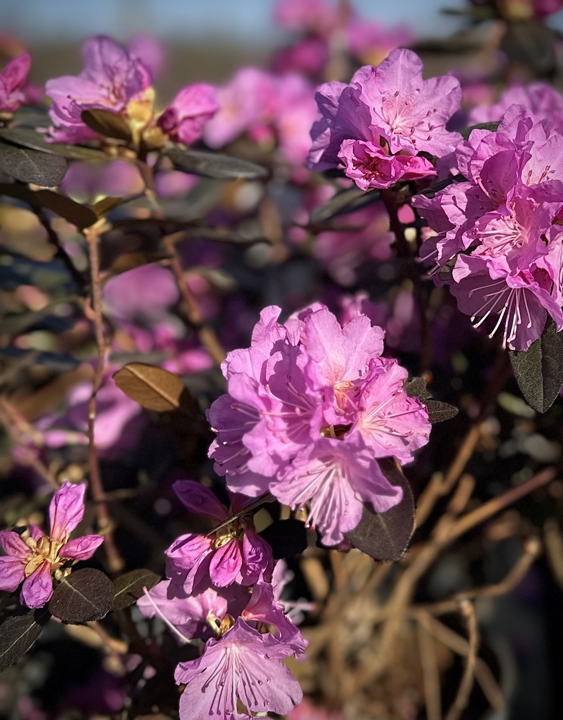 Рододендрон гибридный `П.Дж.М.Элит``P.J.M. Elite`