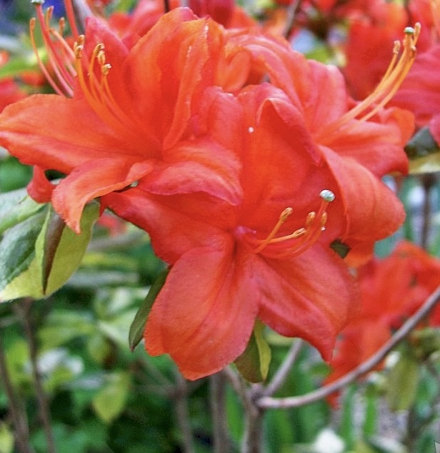 Азалия гибридная `Фаэрболл``Fireball`