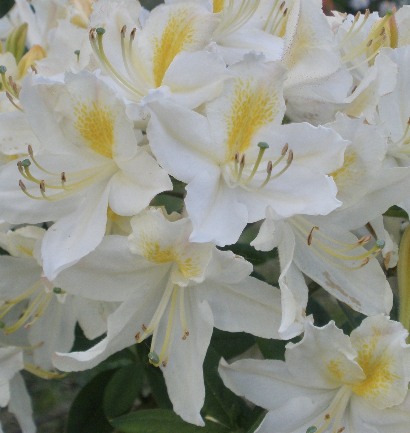 Рододендрон японский (Азалия) Давеса (Daviesii)