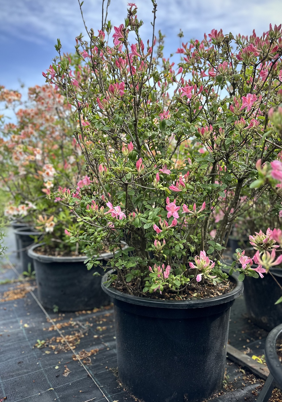 Азалия гибридная `Берри Роуз``Berry Rose`