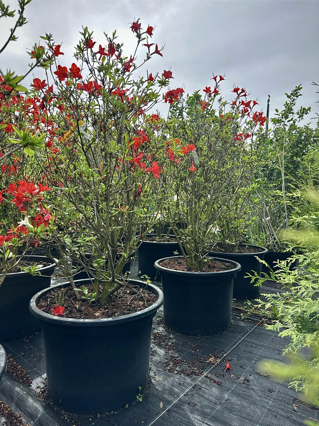 Азалия гибридная `Паркфейер``Parkfeuer`