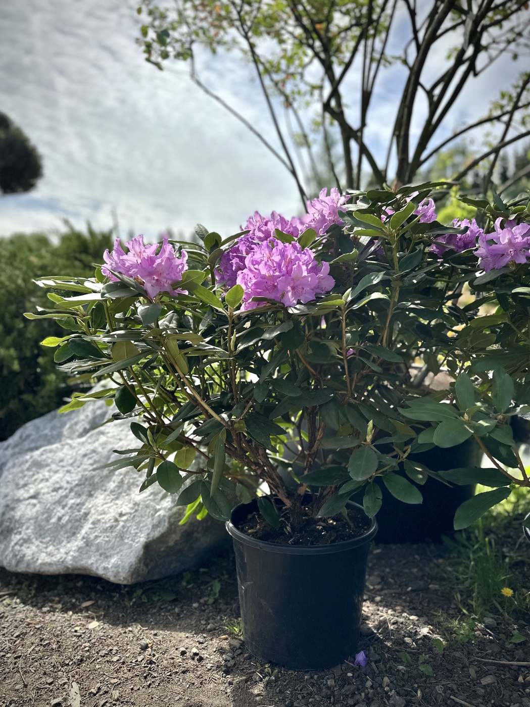 Рододендрон гибридный Катевбинский `Грандифлорум``Grandiflorum`