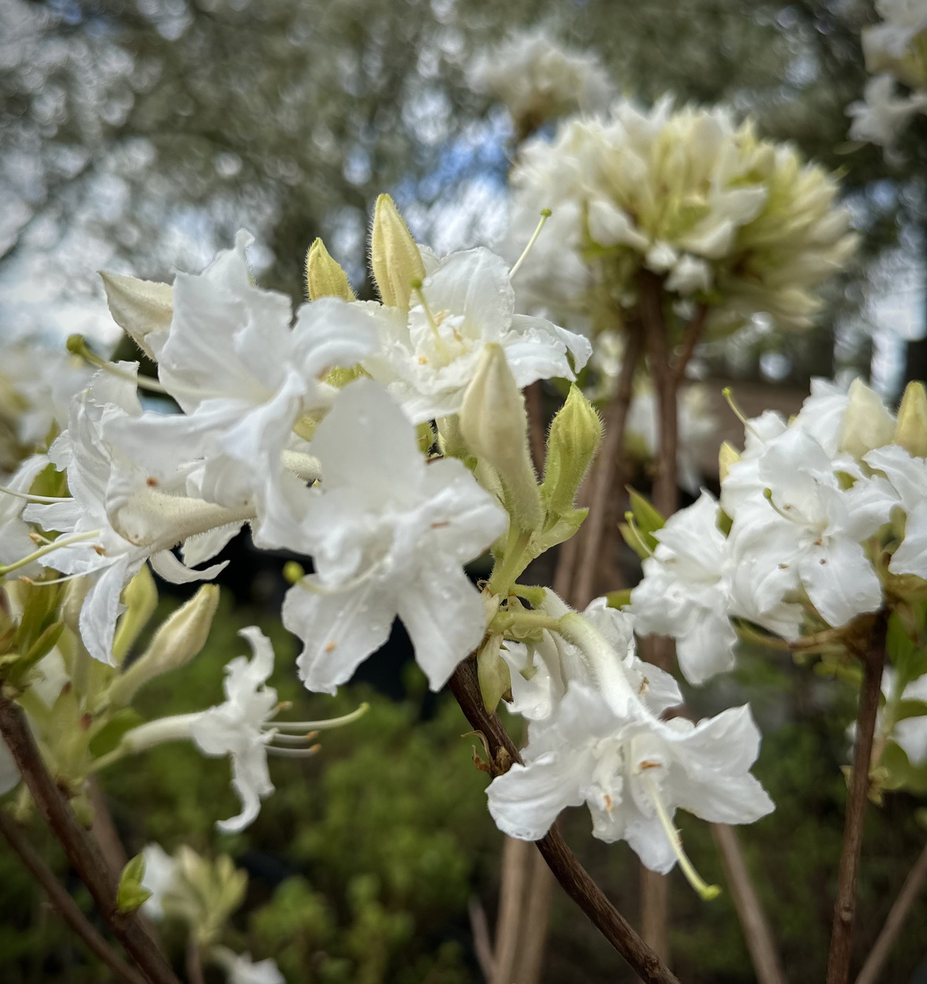 Азалия гибридная `Вайтроут``WРододендрон (азалия гибридная) Вайтроут (Whitethroat)hitethroat`