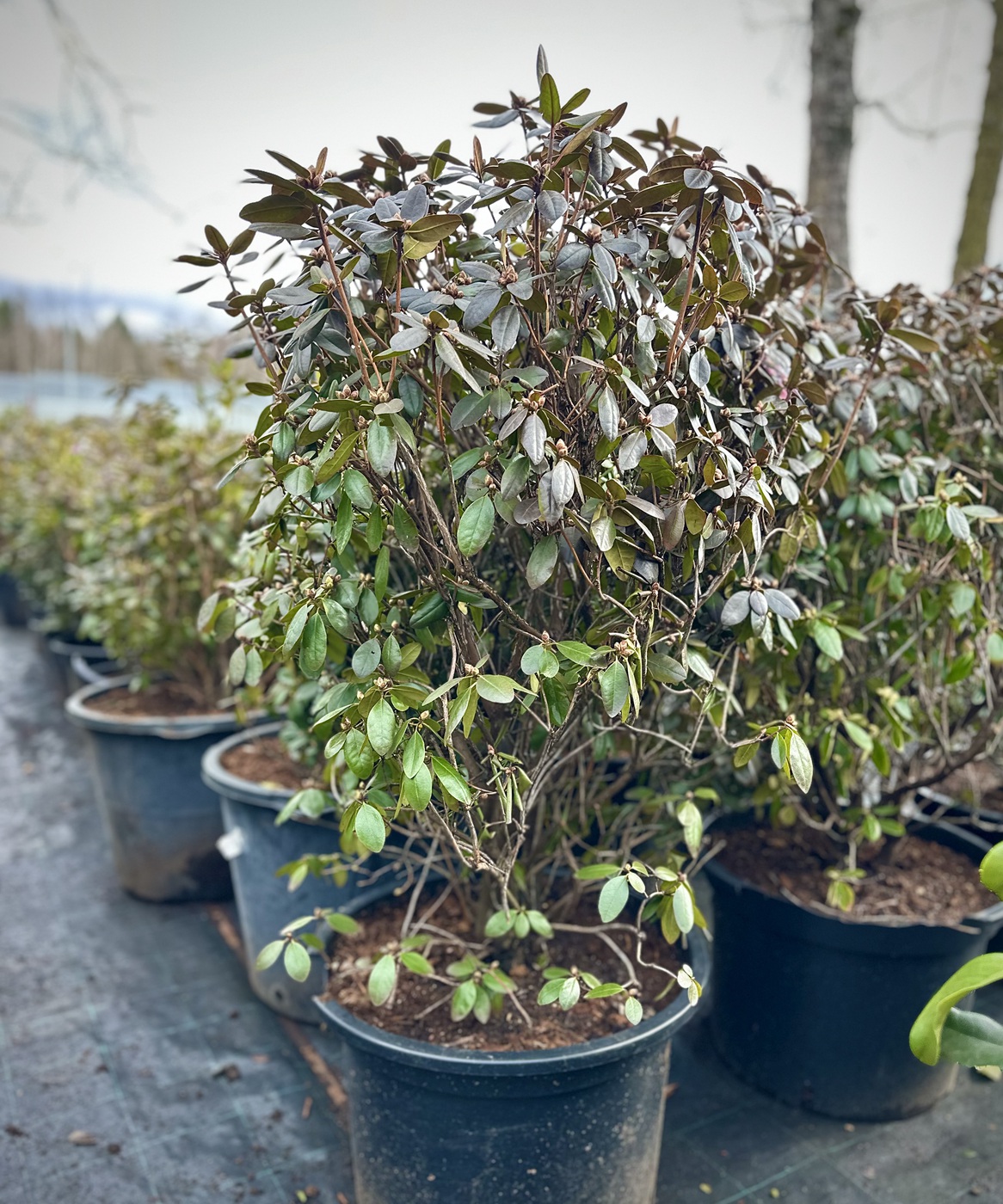 Рододендрон каролинский `П.Дж.Мезит``P.J. Mezitt`