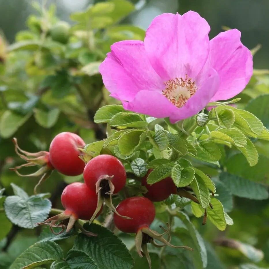 Шиповник плодовый `Витамин роуз``Vitaminrose`