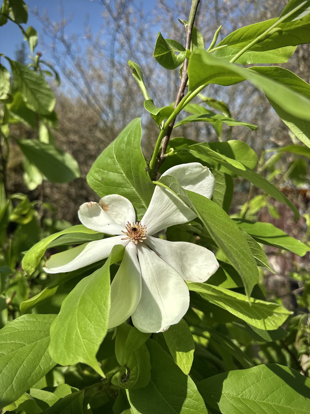 Магнолия Суланжа