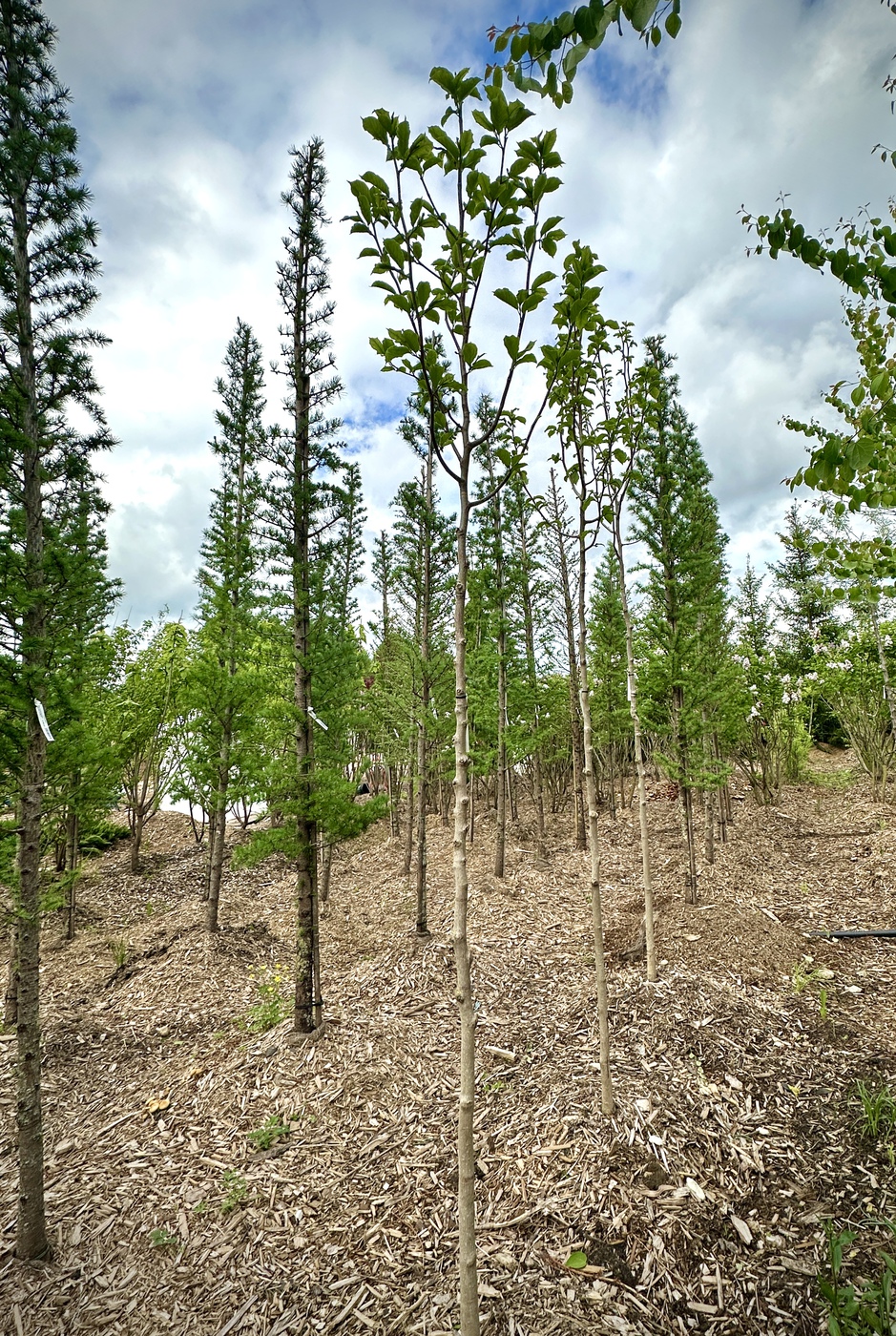 Магнолия кобус
