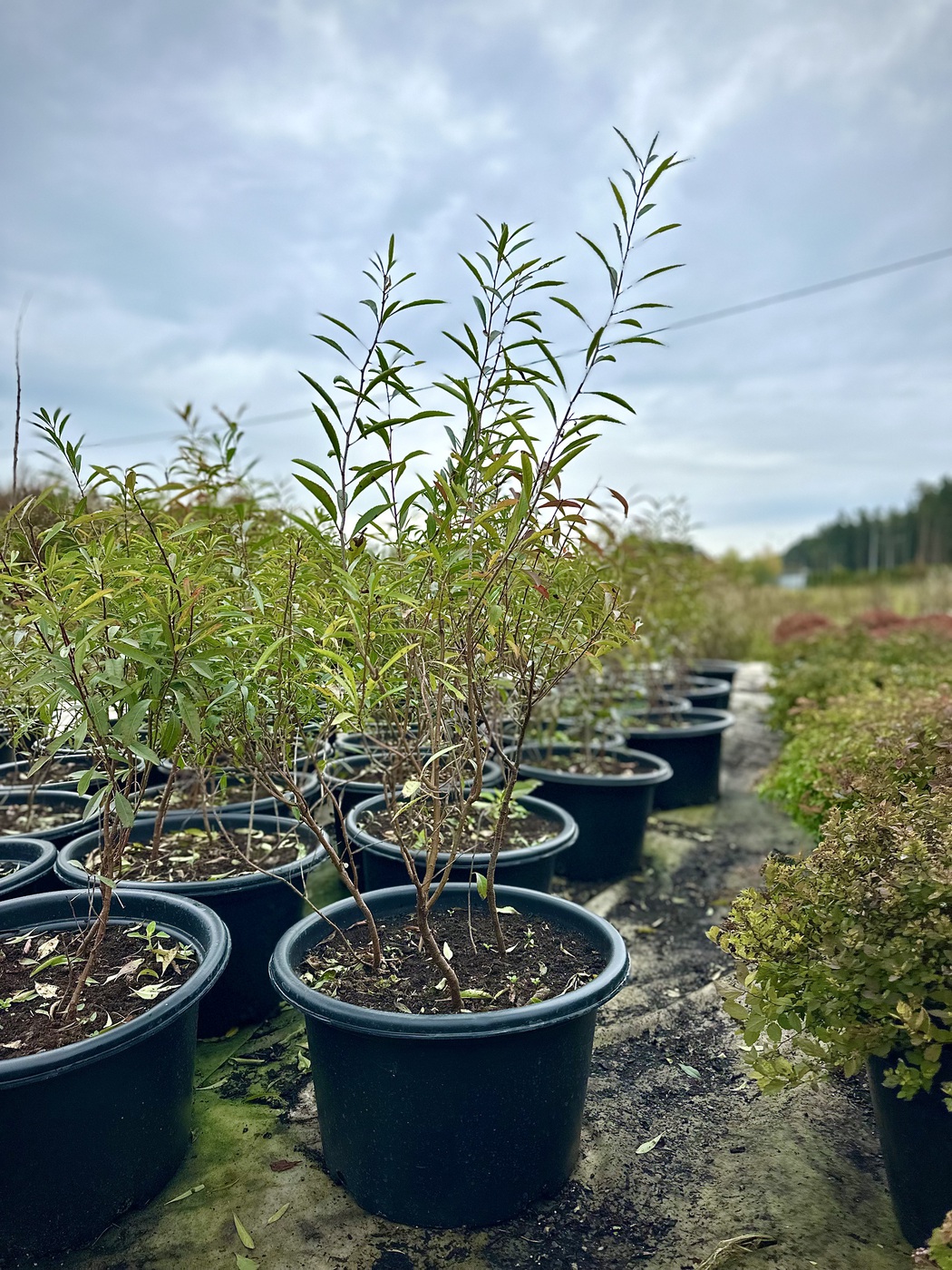 Миндаль степной