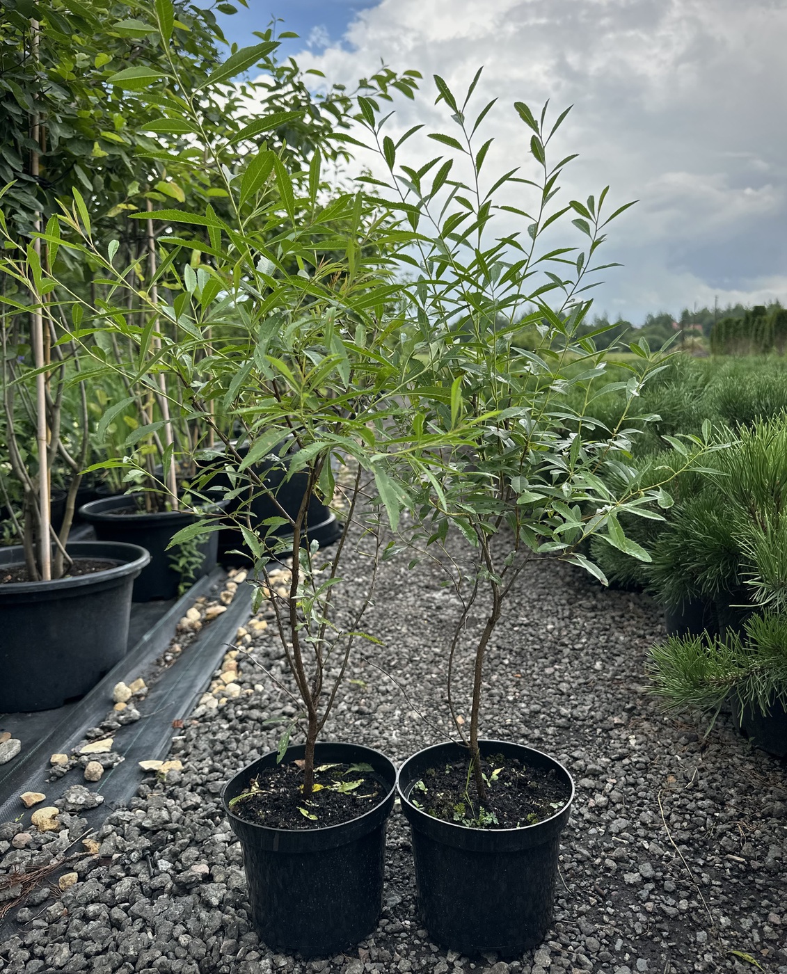 Миндаль степной