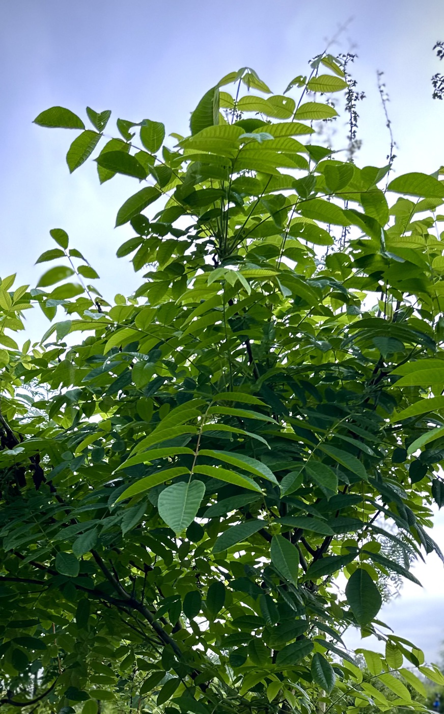 Орех маньчжурский