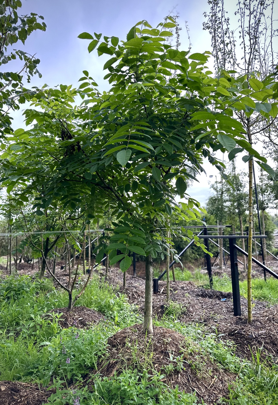 Орех маньчжурский