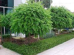 Робиния ложноакациевая