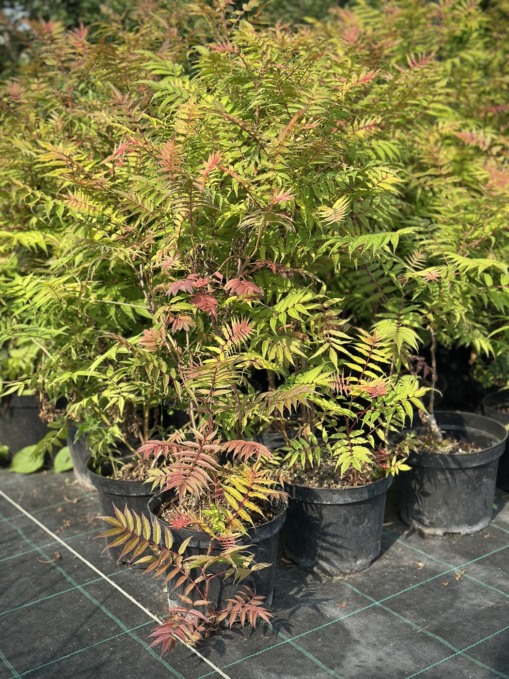 Рябинник рябинолистный `Сэм``Sem`