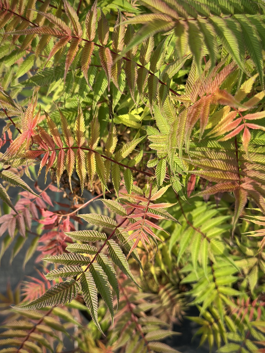 Рябинник рябинолистный `Сэм``Sem`