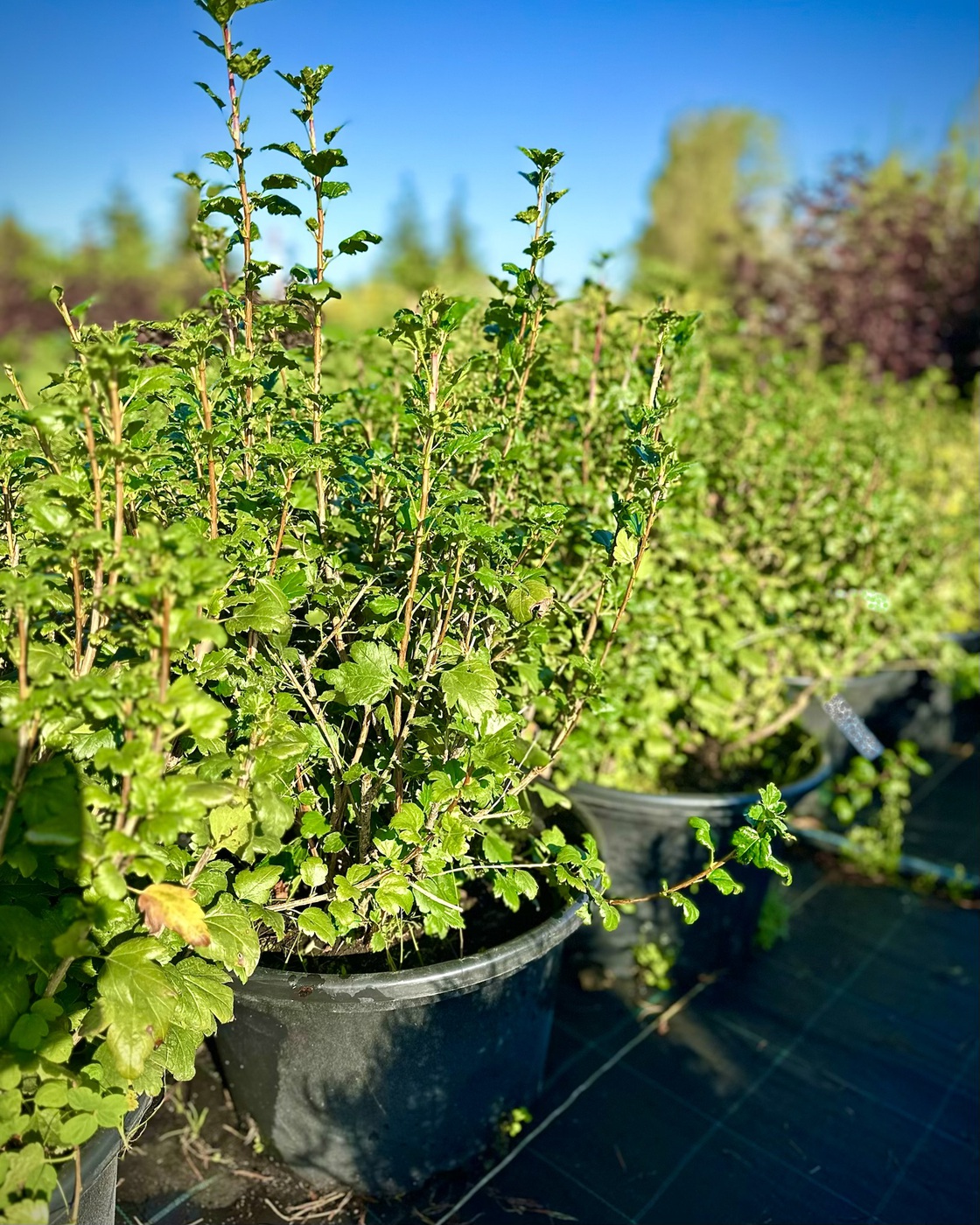 Смородина альпийская