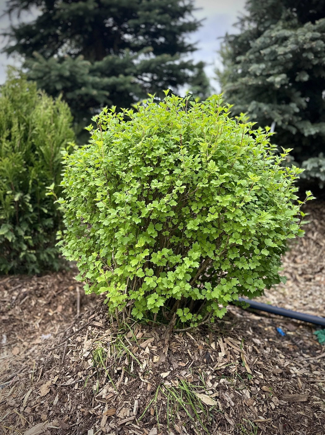 Смородина альпийская ШАР