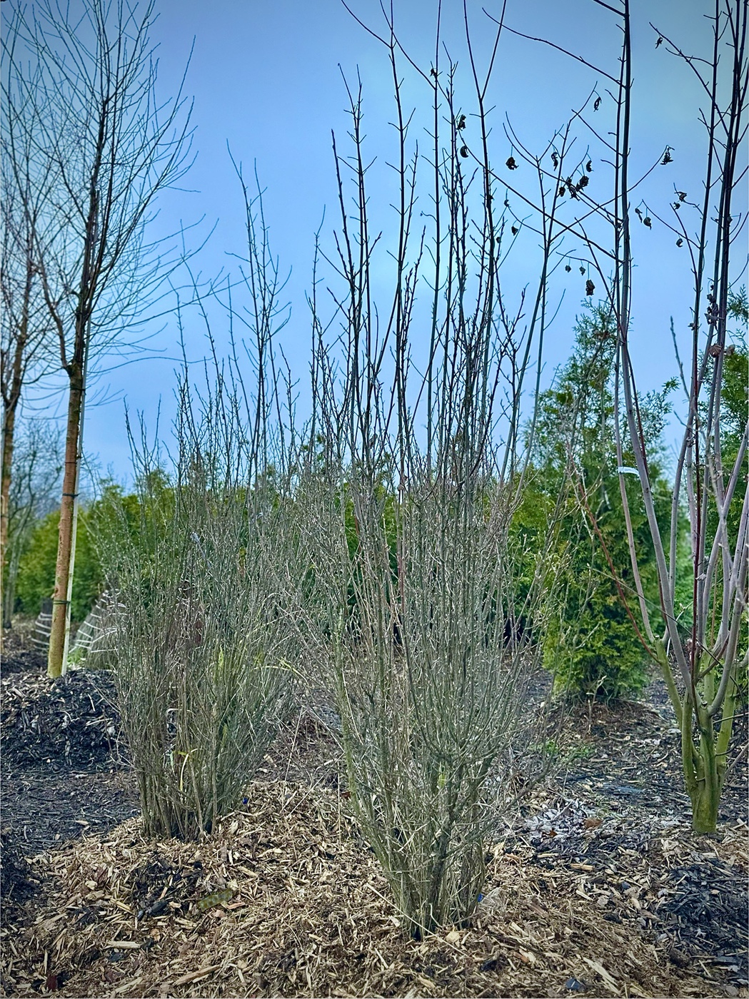 Смородина альпийская