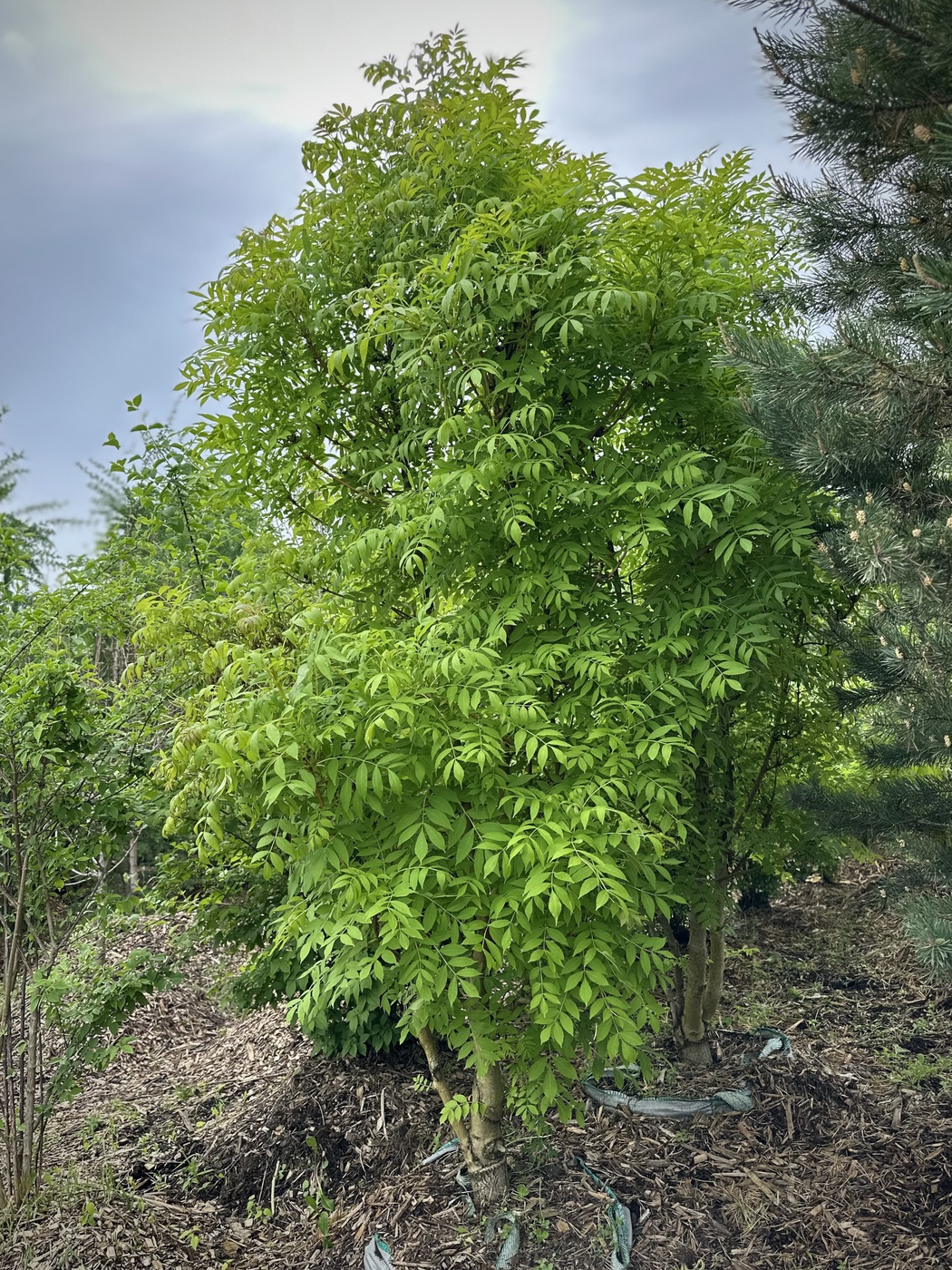 Ясень обыкновенный `Ауреа``Aurea`