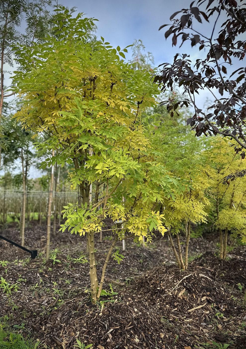 Ясень обыкновенный `Ауреа``Aurea`