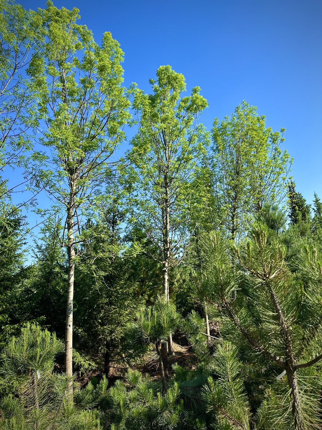 Ясень обыкновенный (Fraxinus excelsior)