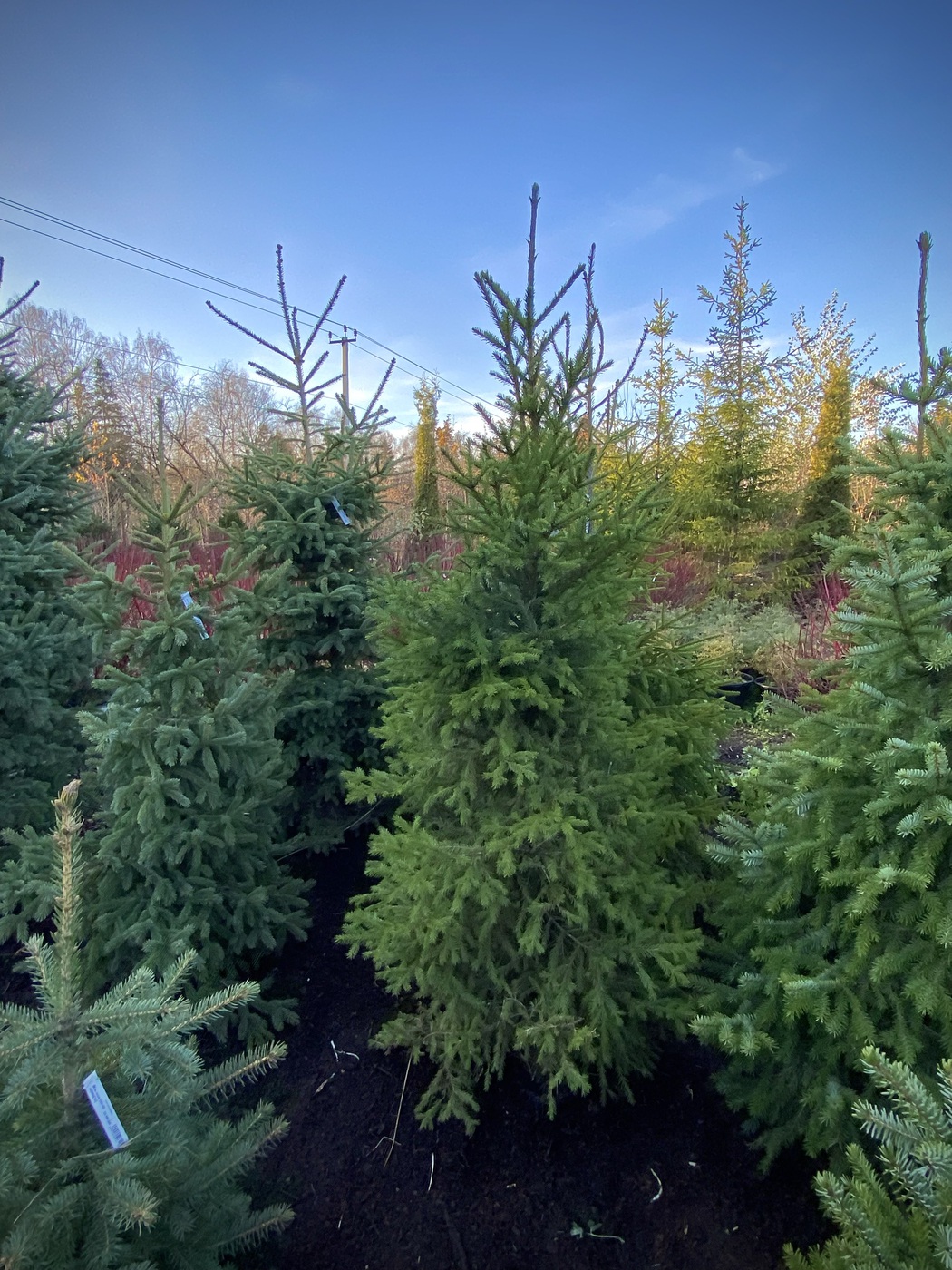 Ель в ассортименте