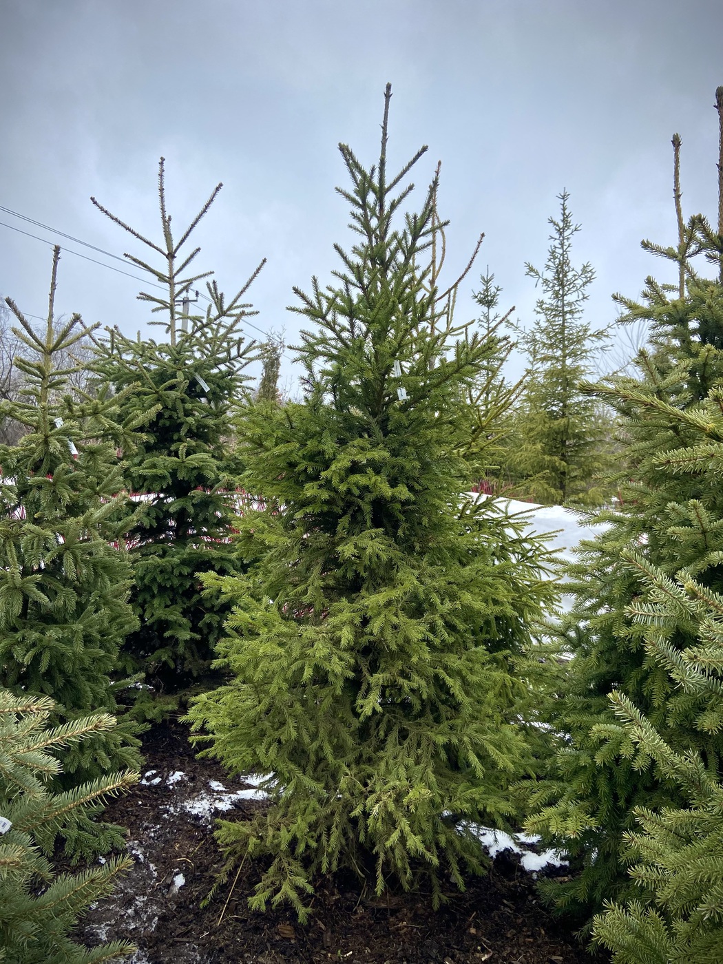 ★Ель сибирская (Picea obovata) (Н200-250 см) WRB 1ТР