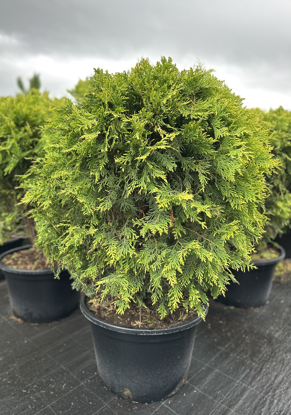 Туя западная Голден Глоб (Golden Globe) ШАР