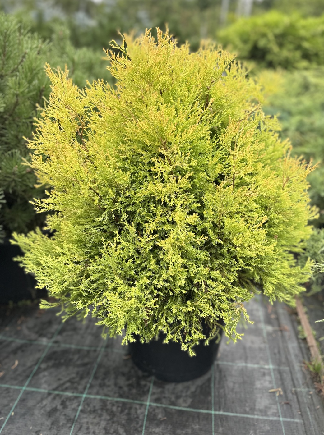 Туя западная Рейнголд (Rheingold)