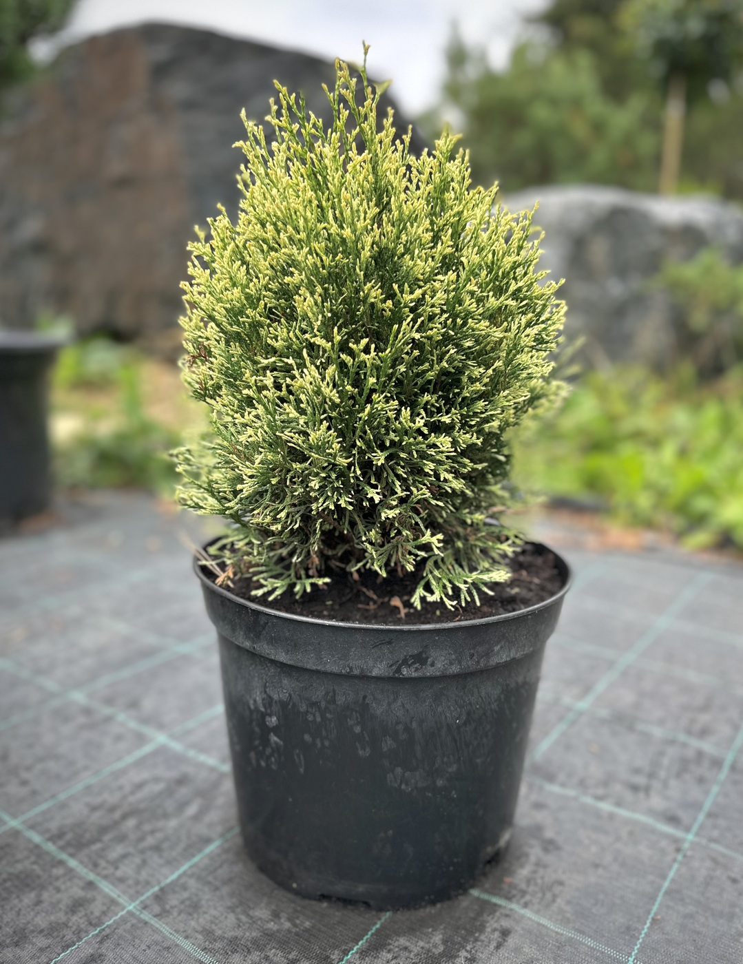 Туя западная Мисс Фрости (Miss Frosty)