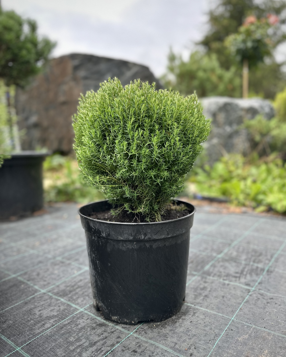 Туя западная Тедди (Teddy)