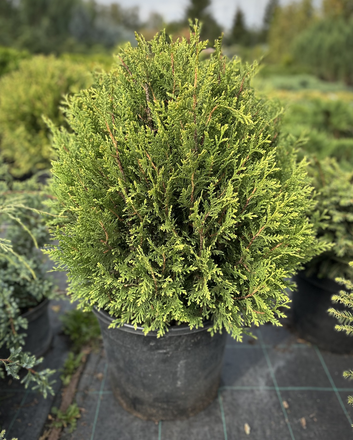 Туя западная Литл Бой (Little Boy)