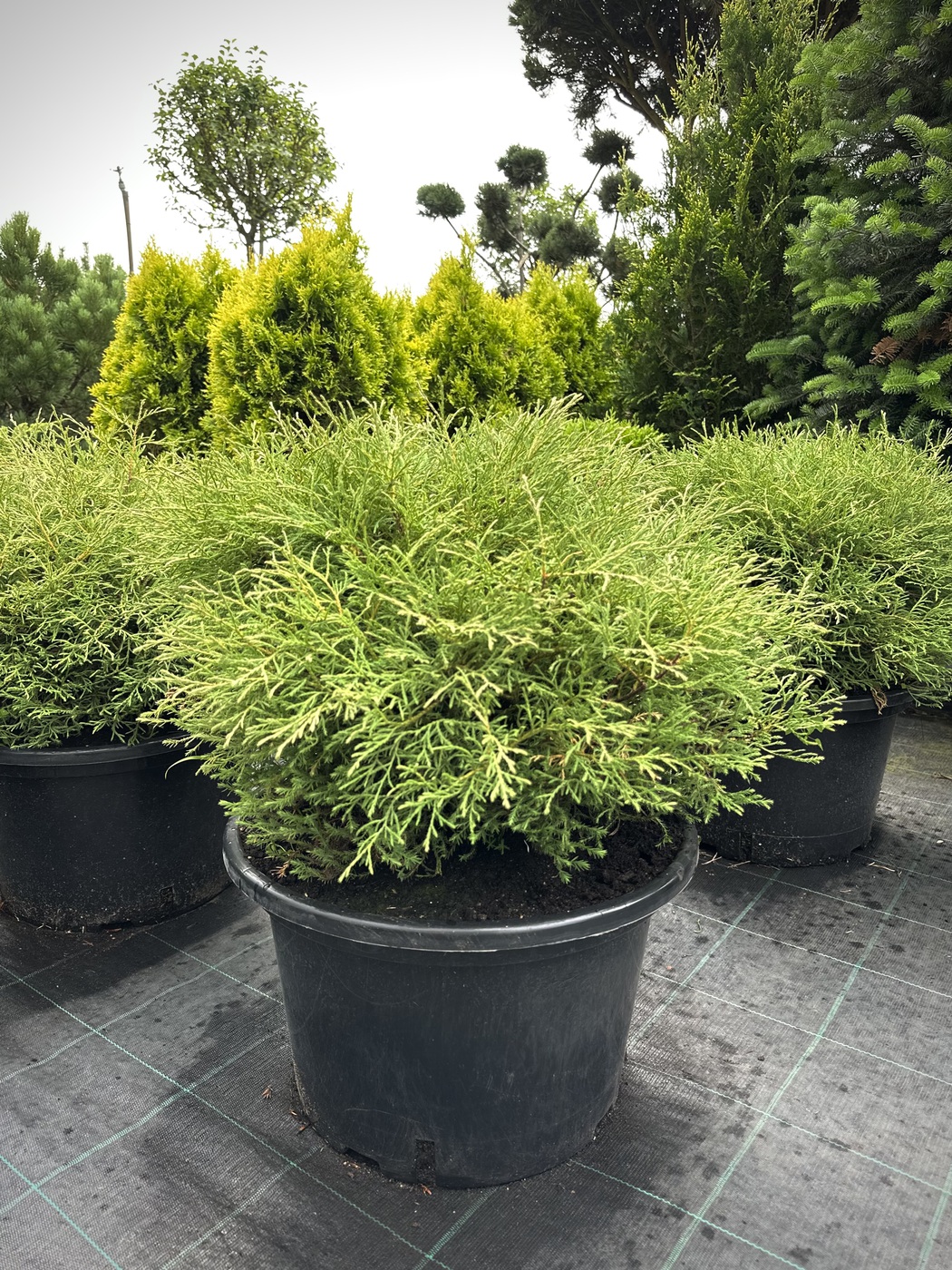 Туя западная Мистер Боулинг Болл (Mr. Bowling Ball)