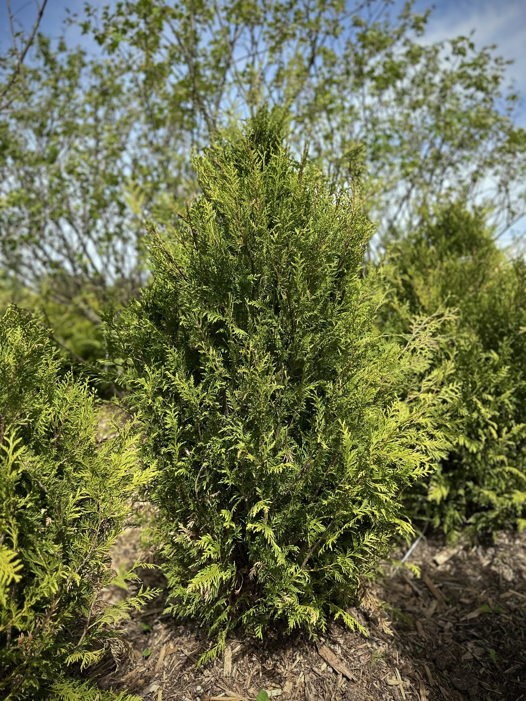 Туя западная Ауреоспиката (Aureospicata)