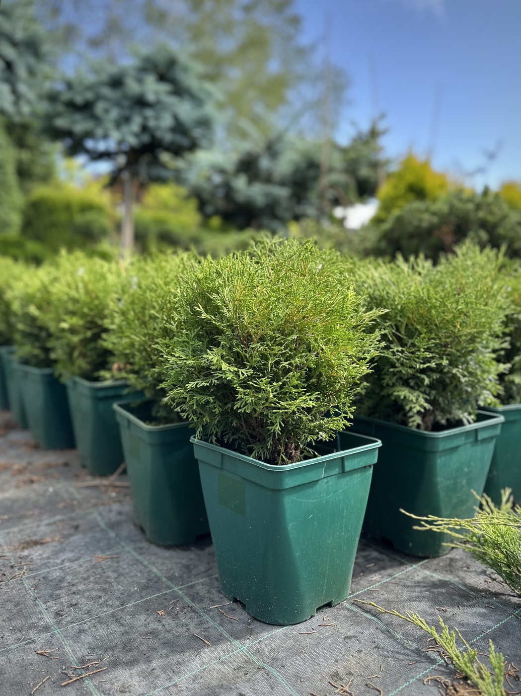 Туя западная Литл Джем (Little Gem)