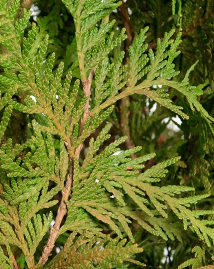 Туя западная Ауресценс (Aurescens)