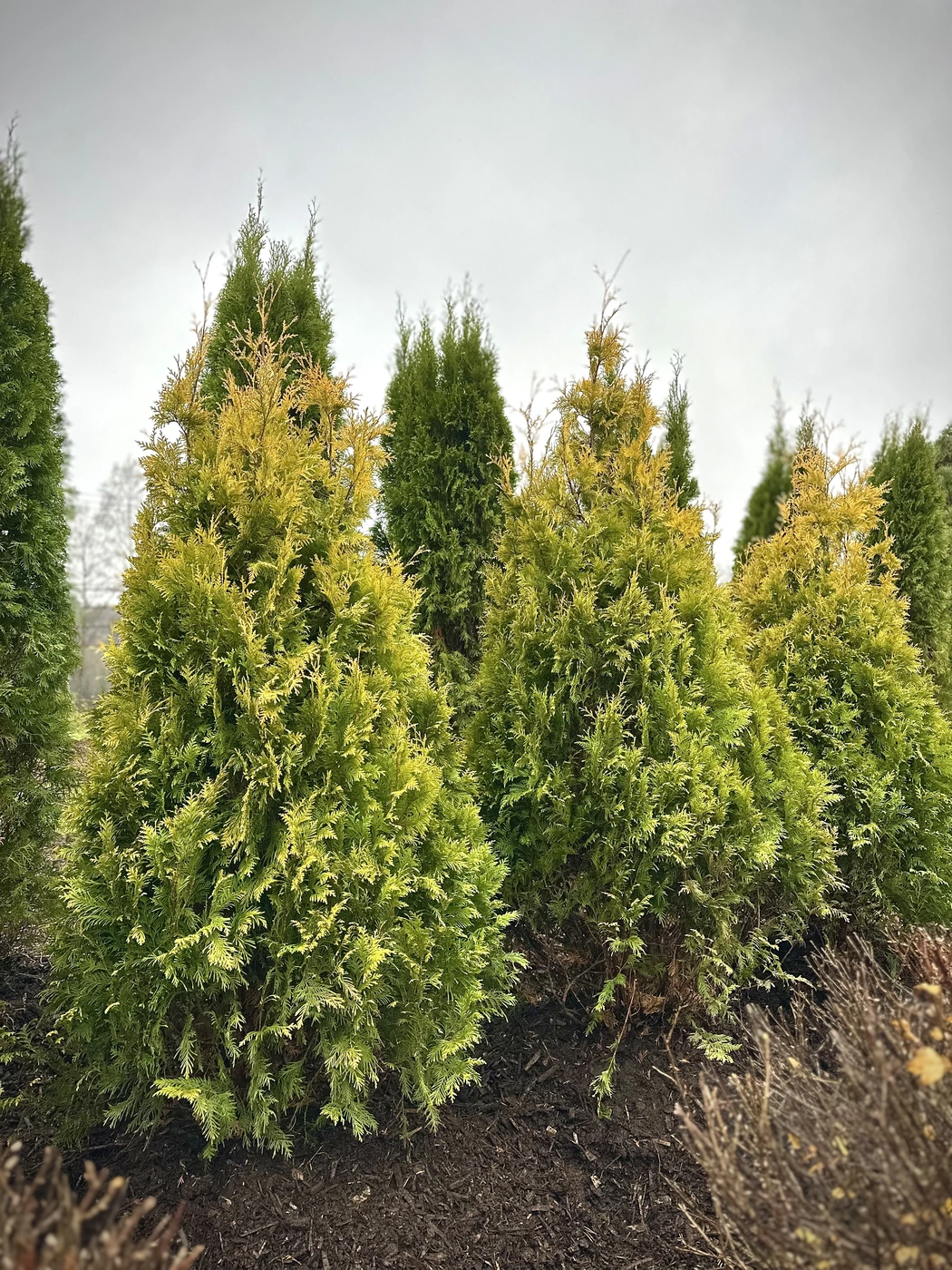 Туя западная Еллоу Риббон (Yellow Ribbon)