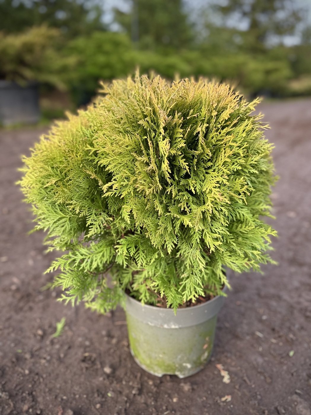 Туя западная Мириам (Mirjam)