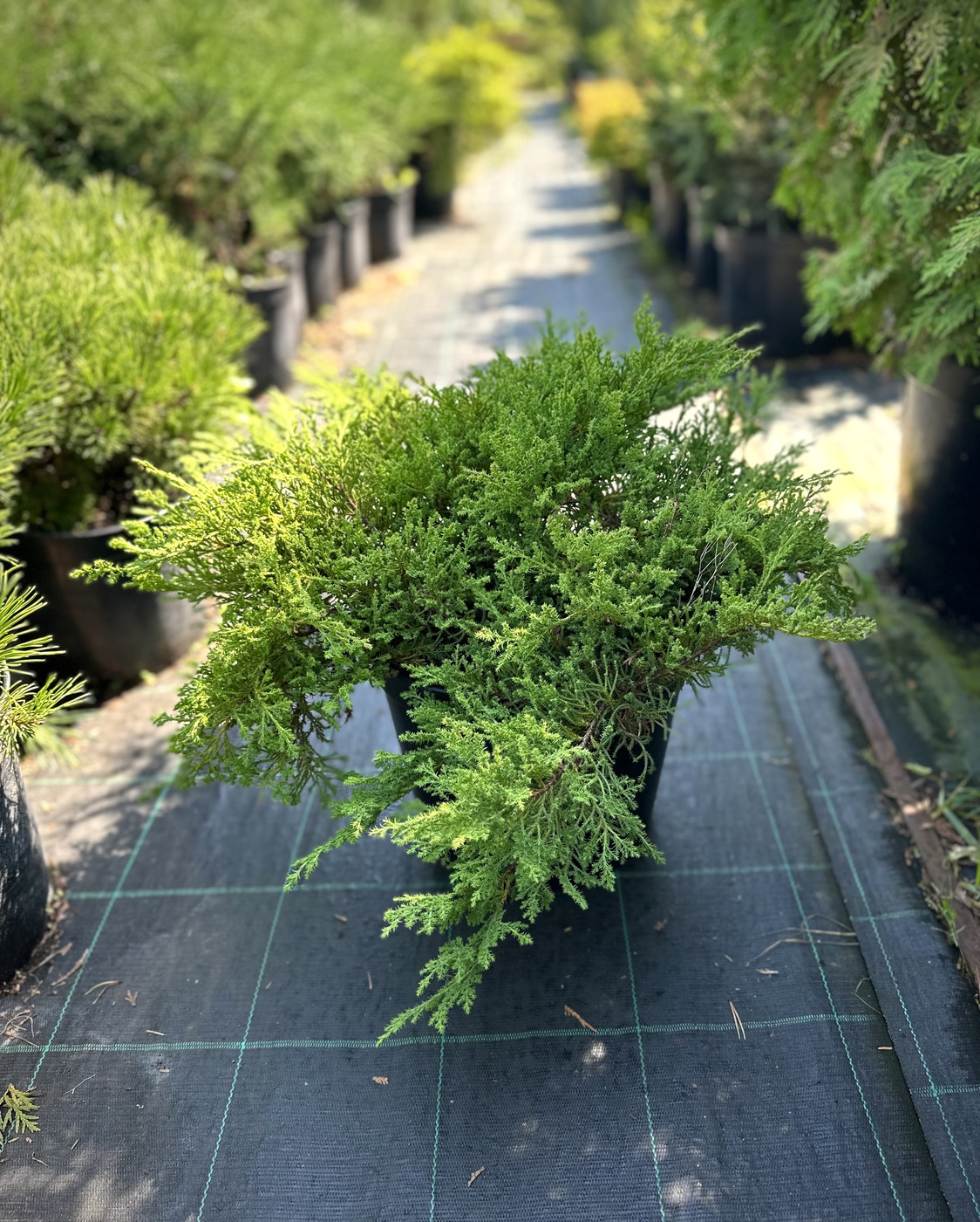 Микробиота перекрестнопарная `Лукас` `Lucas`