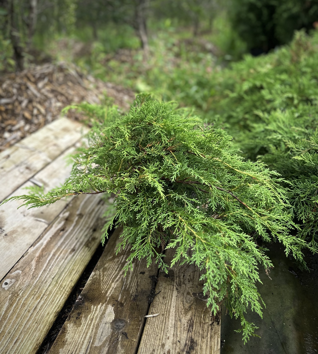 Микробиота перекрестнопарная