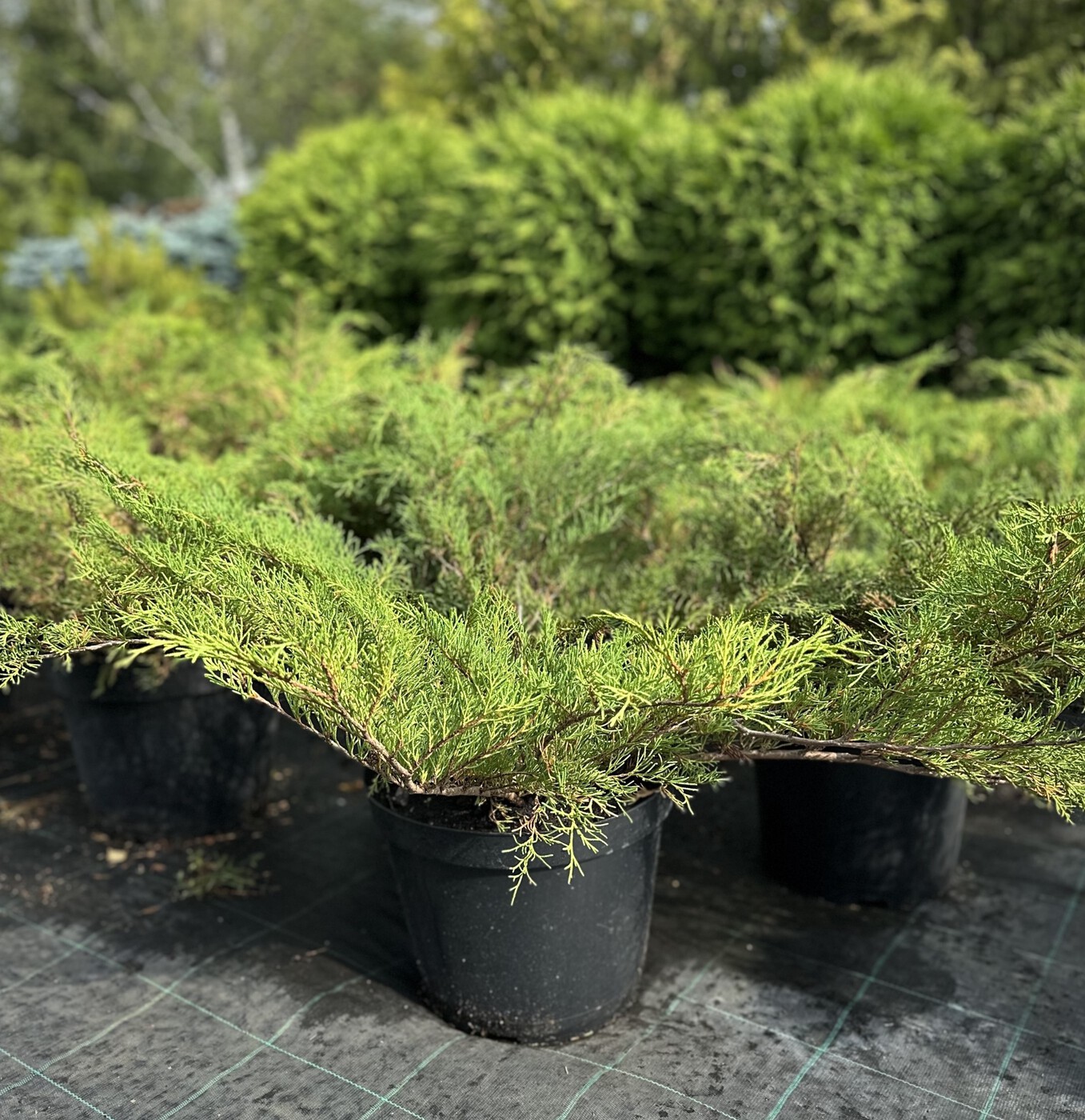 Микробиота перекрестнопарная