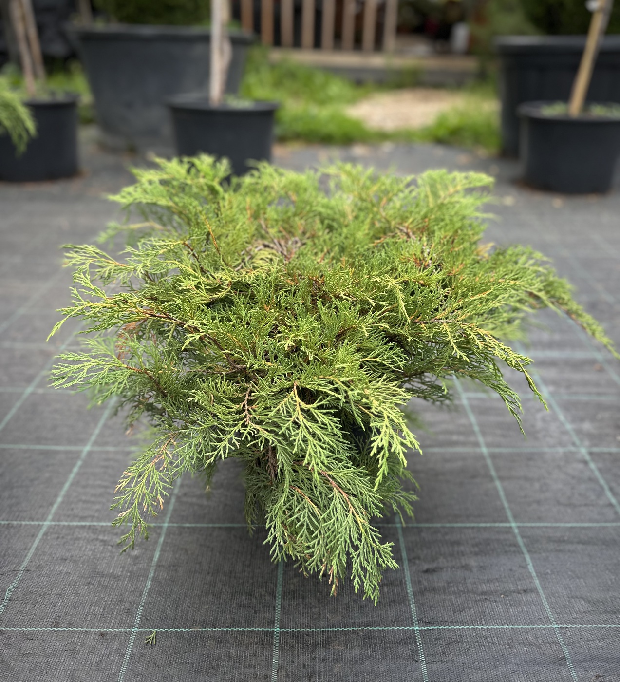 Микробиота перекрестнопарная