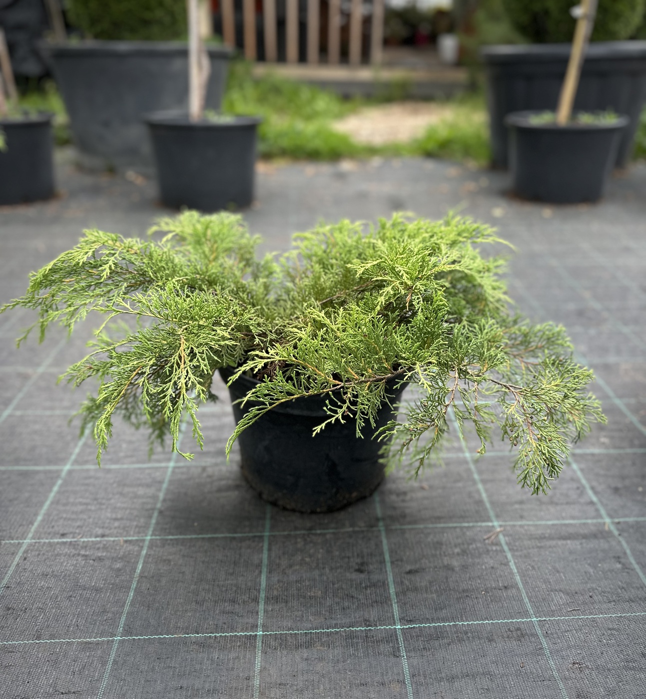 Микробиота перекрестнопарная